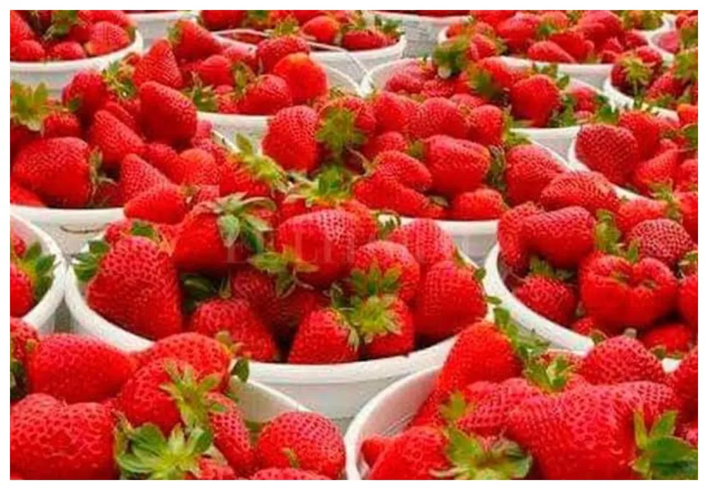 FRUTILLA