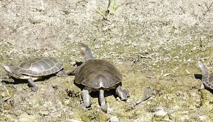 WhatsApp Image 2026-03-26 at 08.07.11