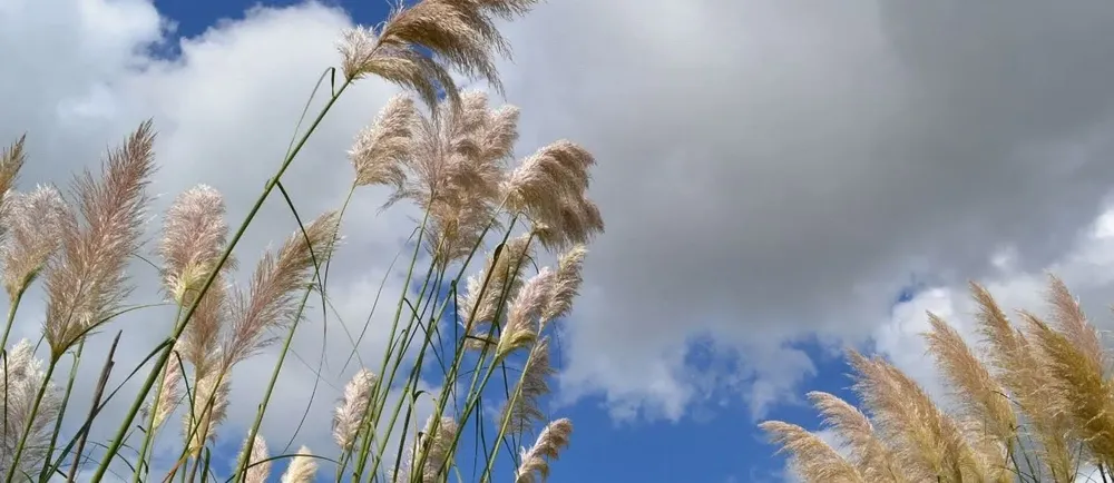 WhatsApp Image 2026-01-21 at 12.00.01